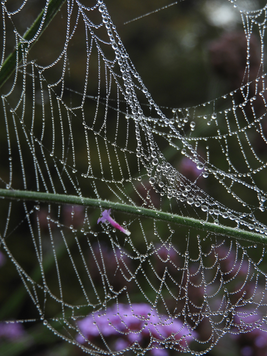 Fotografska razstava ZAPLETENO ŽIVLJENJE 