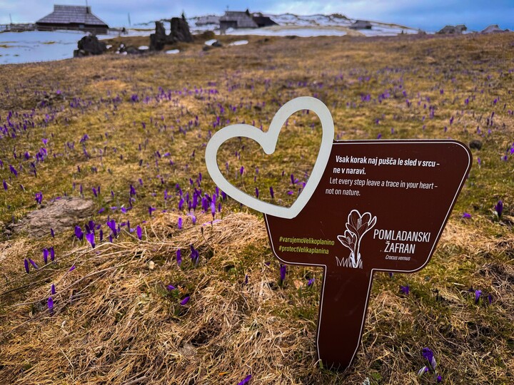 Velikončni vikend v znamenju lepega vremena – Odštevamo do cvetenja žafranov