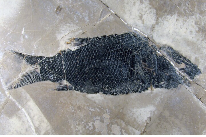 Inštitut za paleobiologijo in evolucijo: Vodenje po razstavi fosilov
